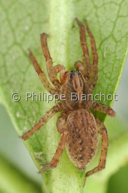 Lycosidae_3829.JPG - France, Araneae, Lycosidae, Lycose ou Araignée-loup (Trochosa terricola), Wolf spider